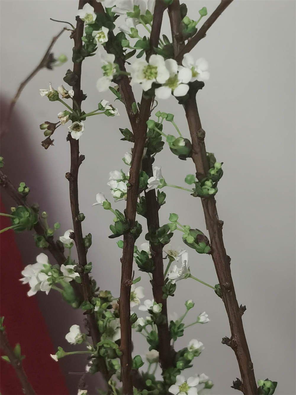 雪柳
