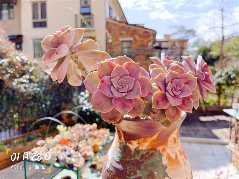 花卉