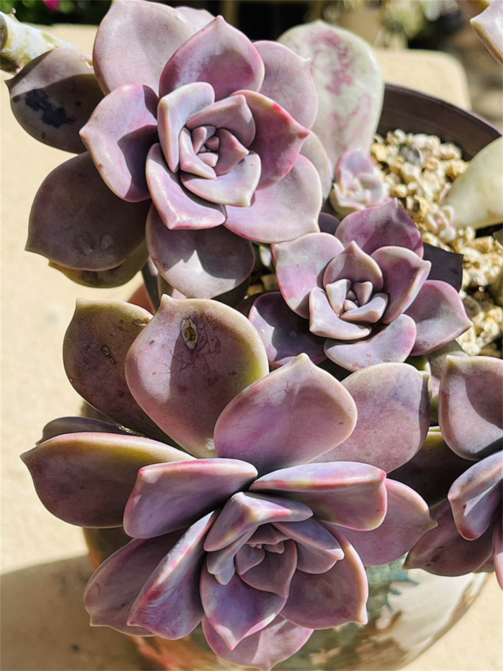 花卉