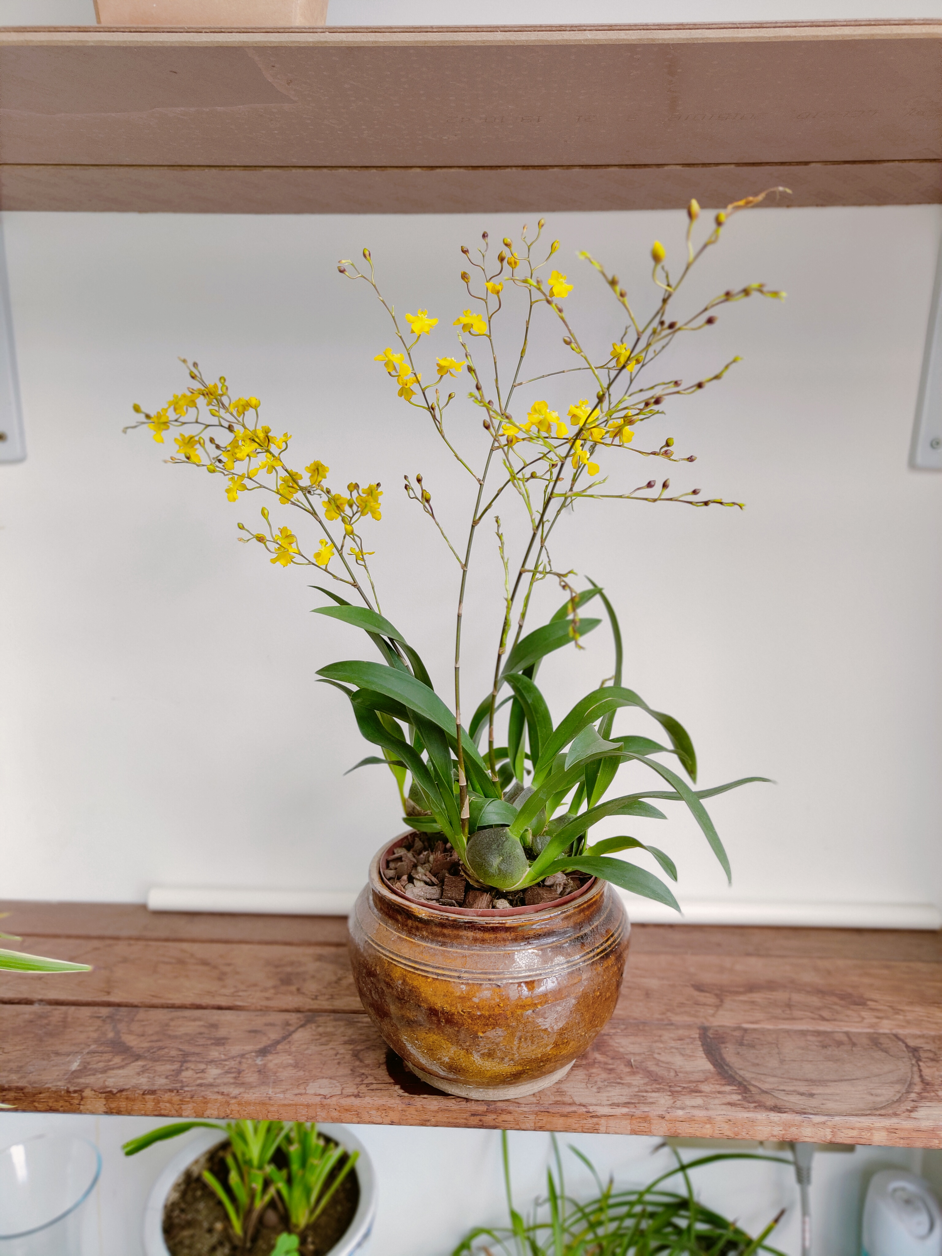 梦香兰