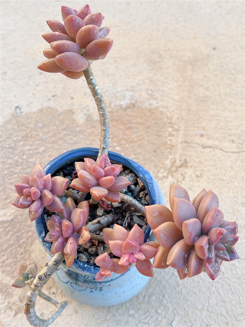花卉