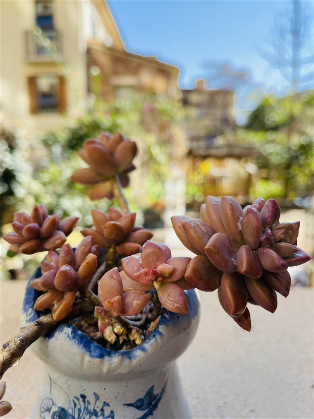 花卉
