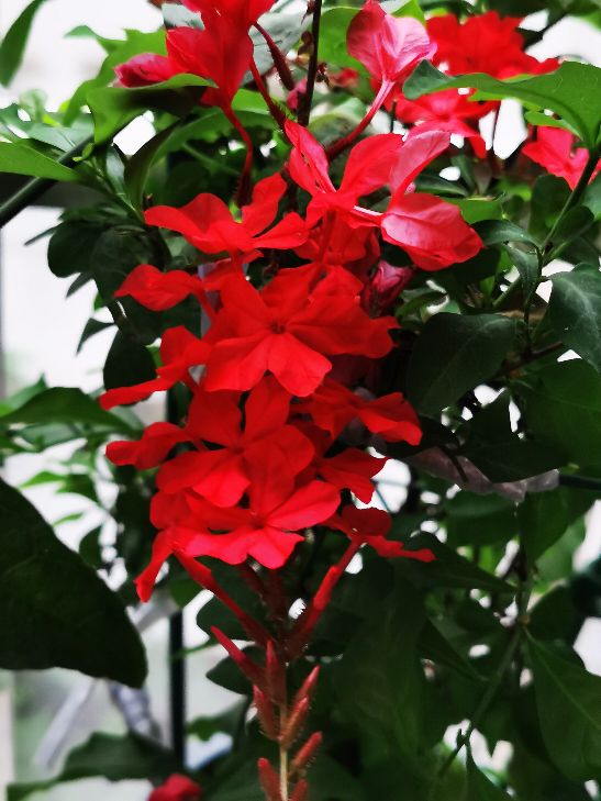 红雪花
