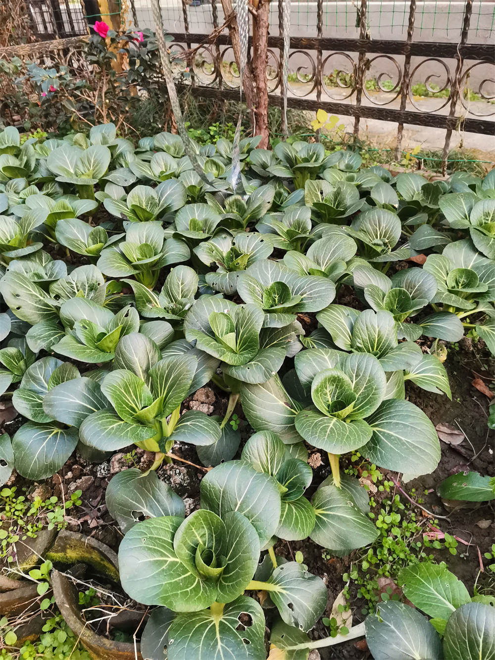 青菜
