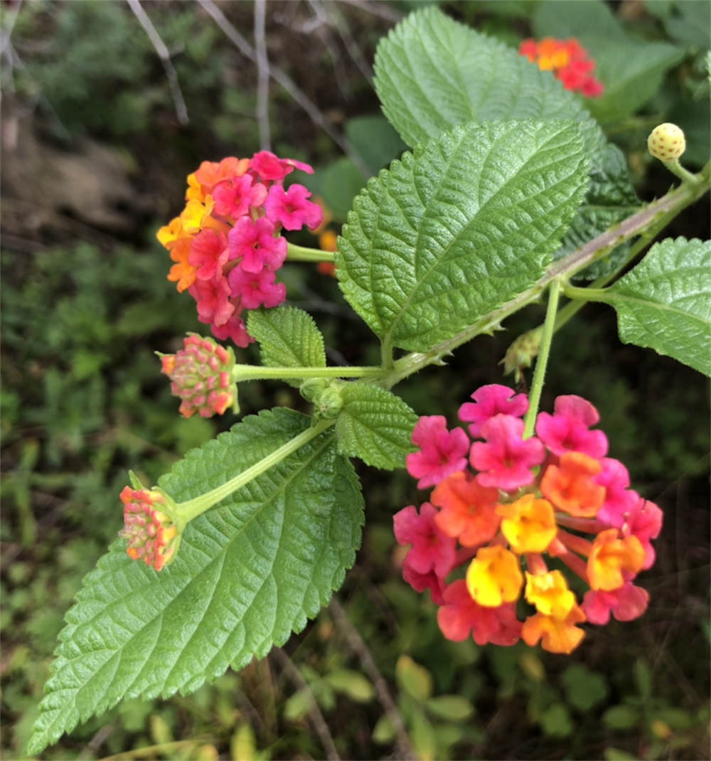 花卉