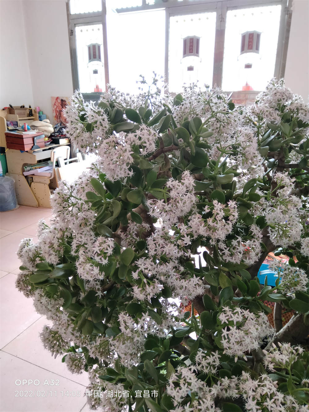 玉树
