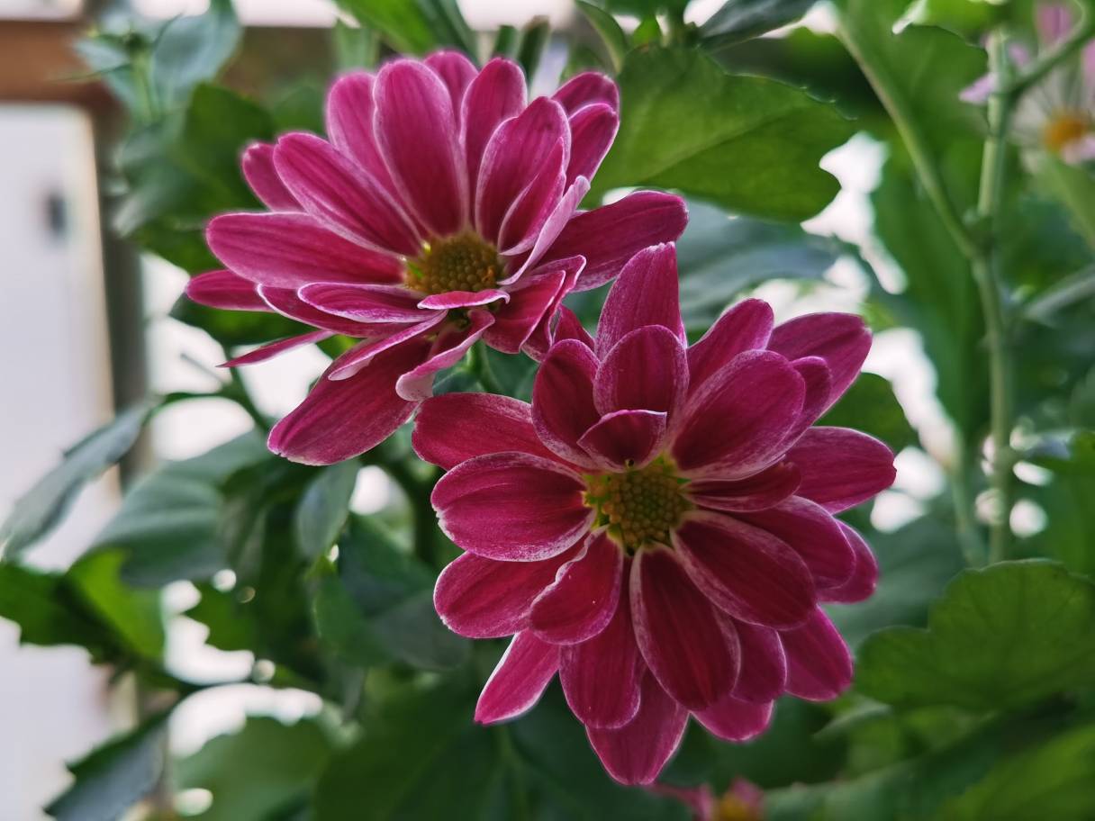 花卉