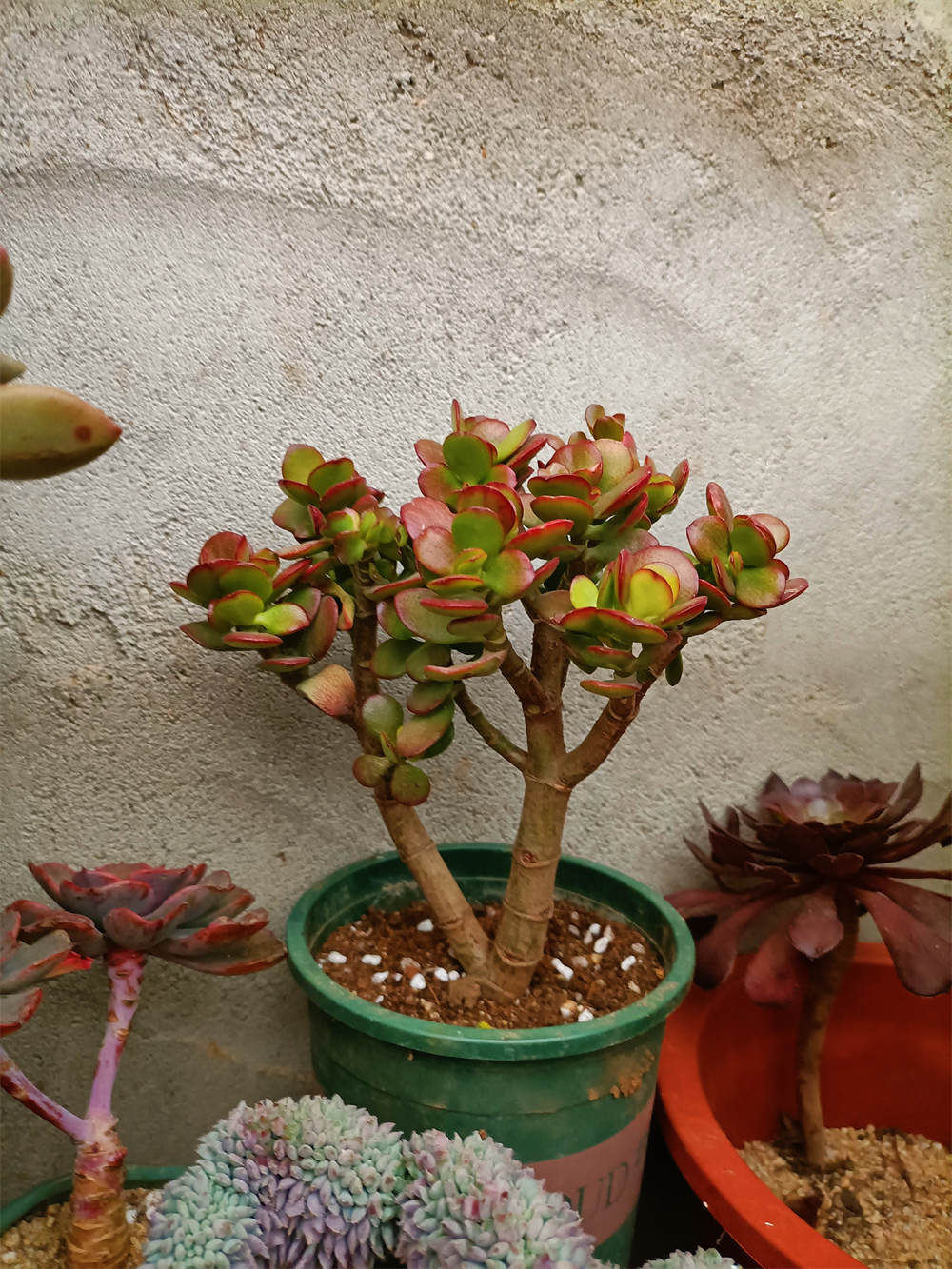 姬红花月