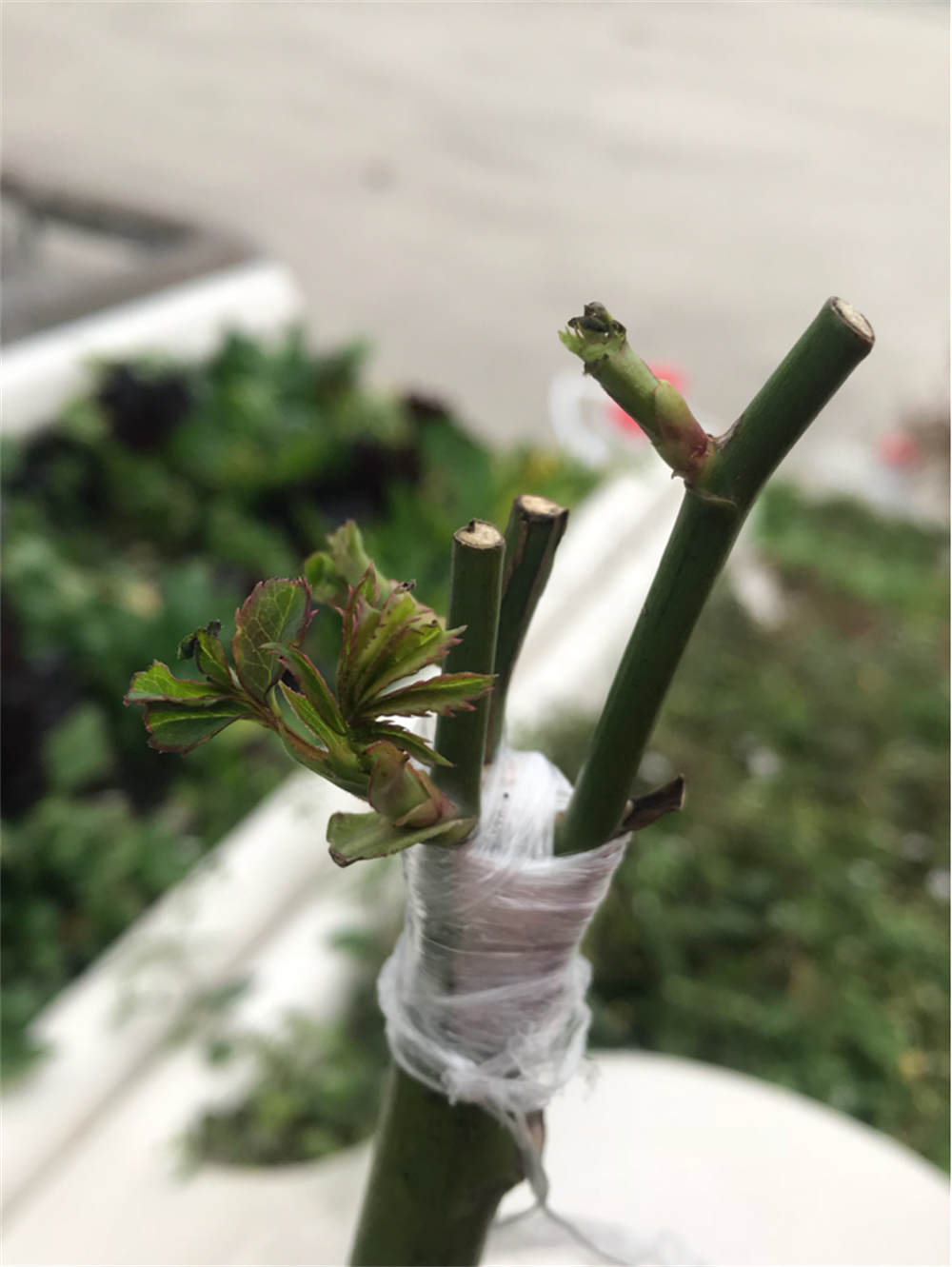 芽接 芽接