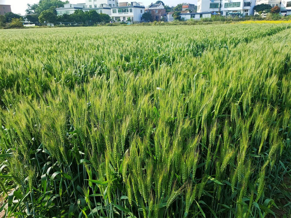 小麦苗 小麦苗