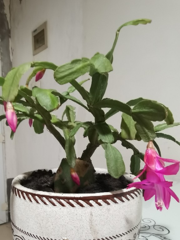 花卉