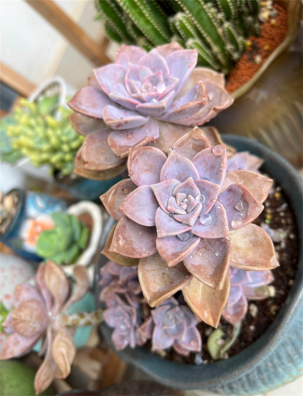 花卉