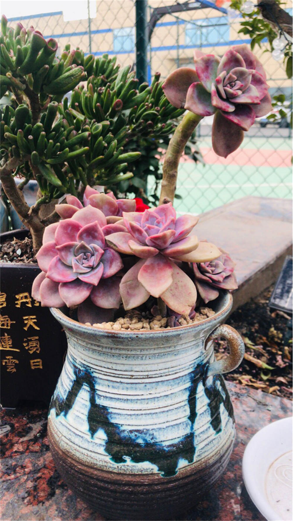花卉