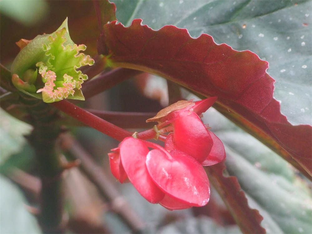 花卉