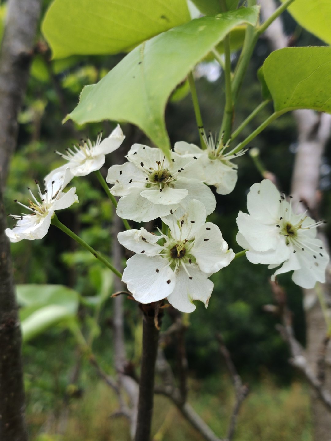 花卉