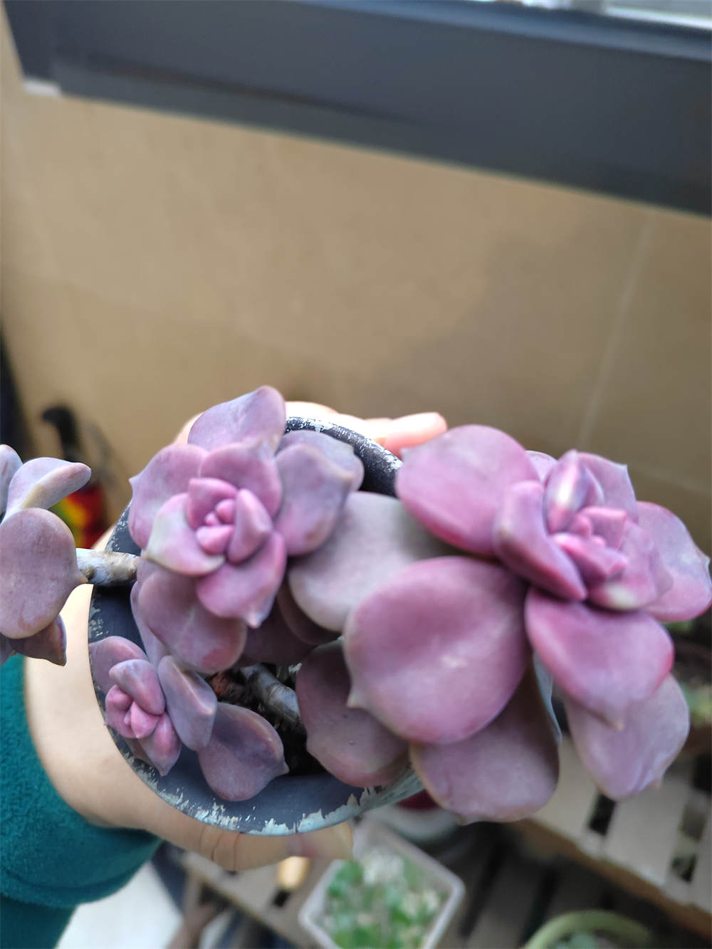 花卉