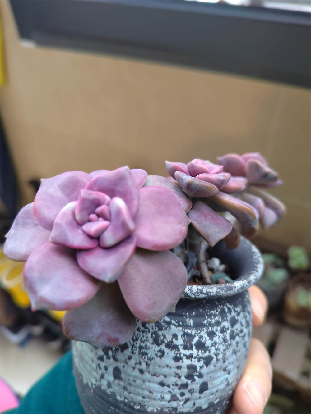 花卉