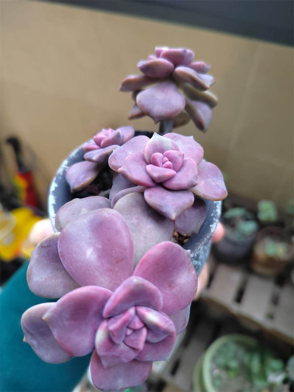 花卉