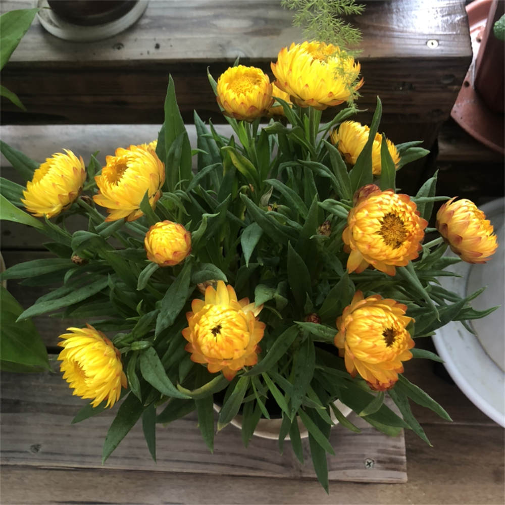 花卉