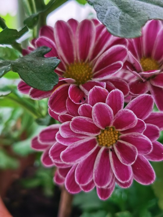 荷兰菊