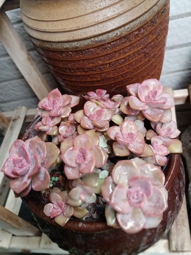 彩虹糖 彩虹糖