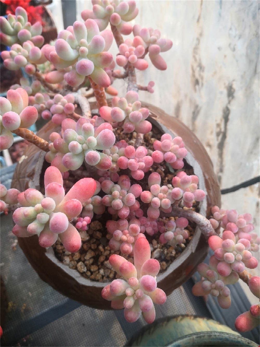 花卉