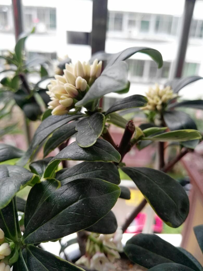 花卉