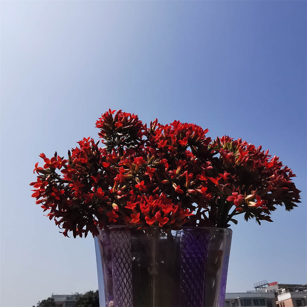凤尾长寿花