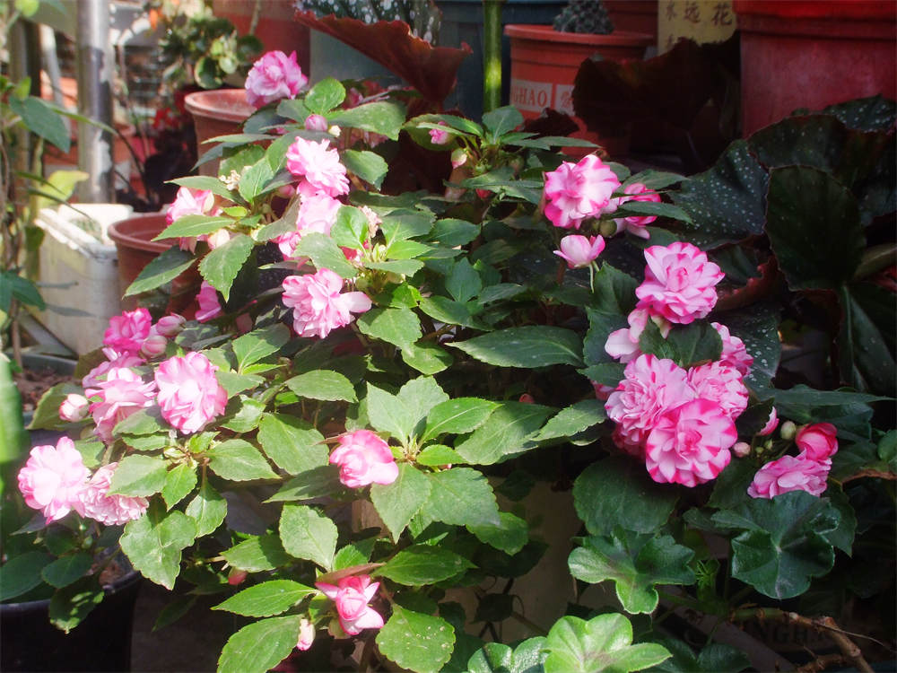 水梅花