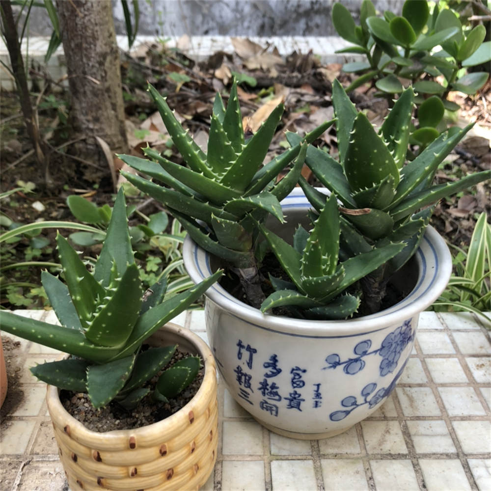 不夜城芦荟