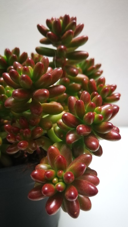 花卉