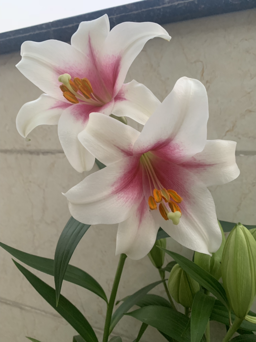 特里菲斯特