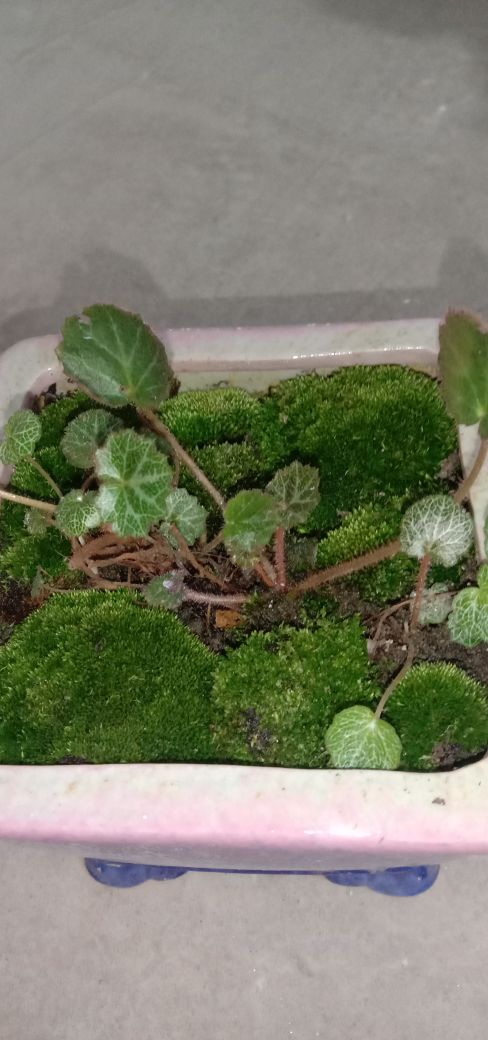 虎耳草
