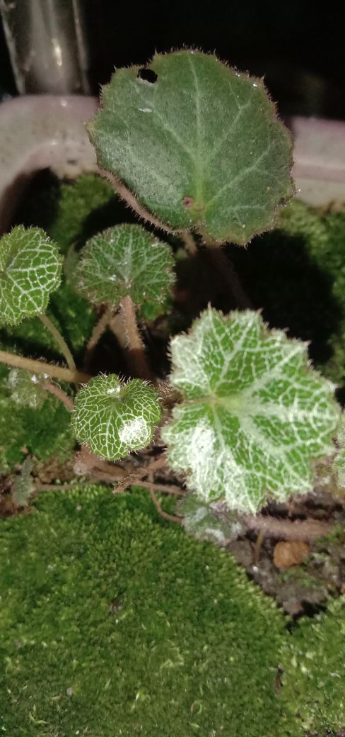 虎耳草