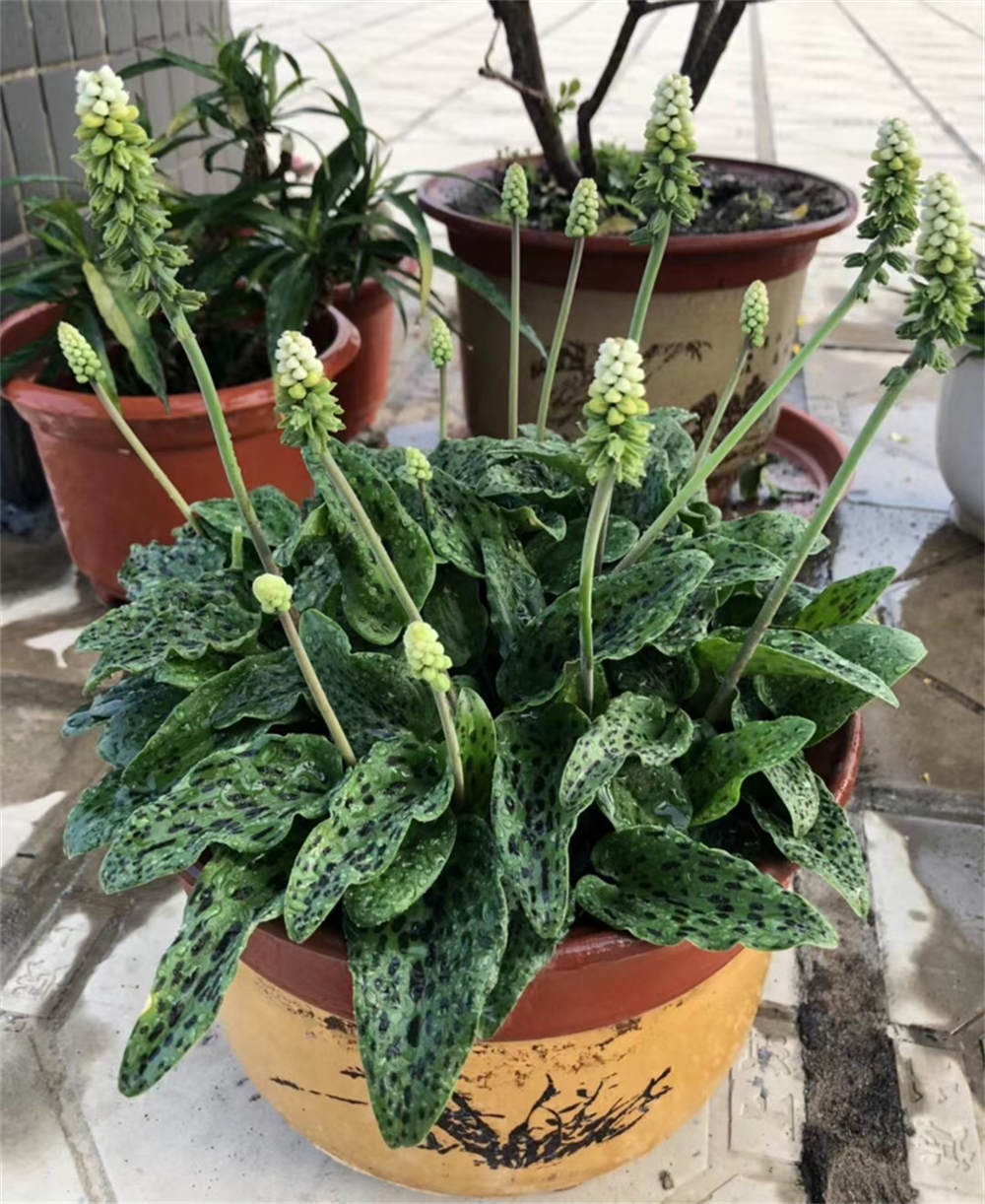油点百合