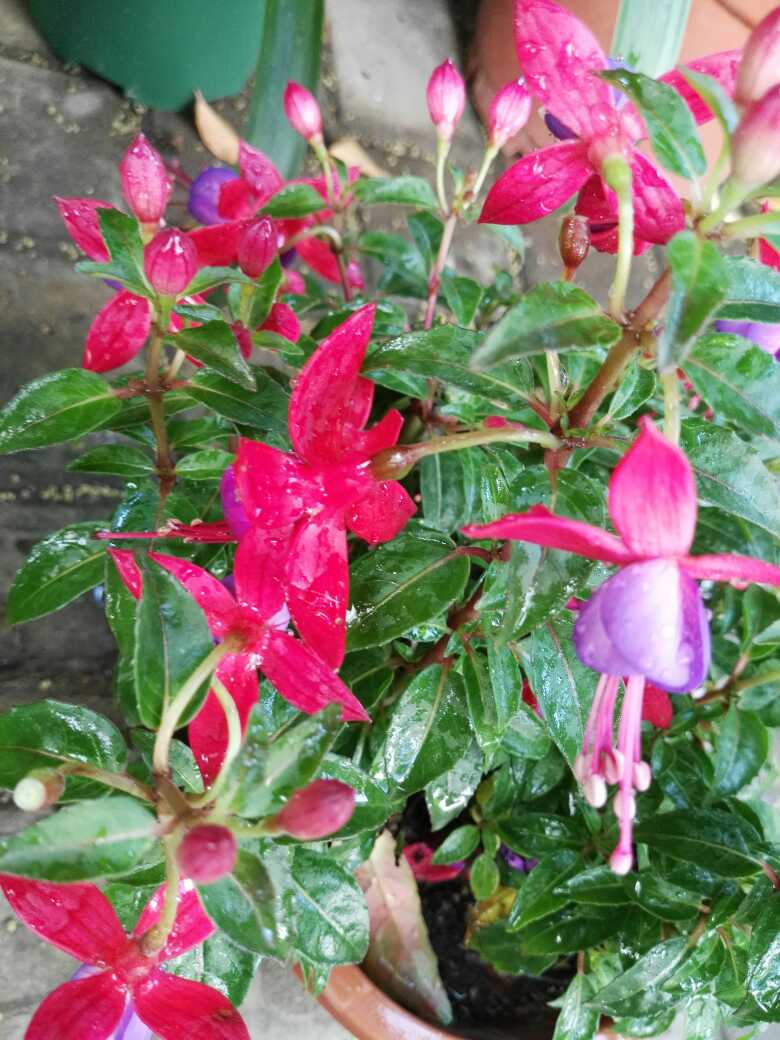 灯笼花