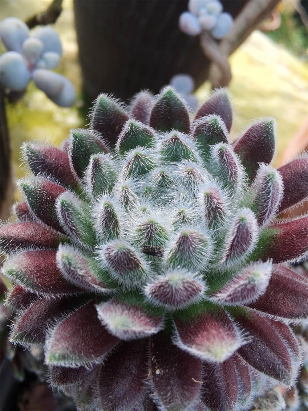 长生草