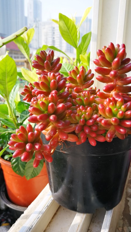 花卉
