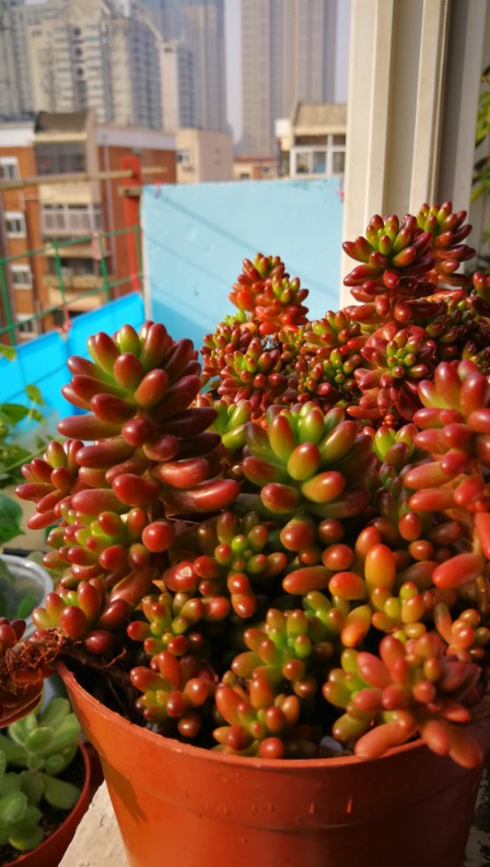 花卉