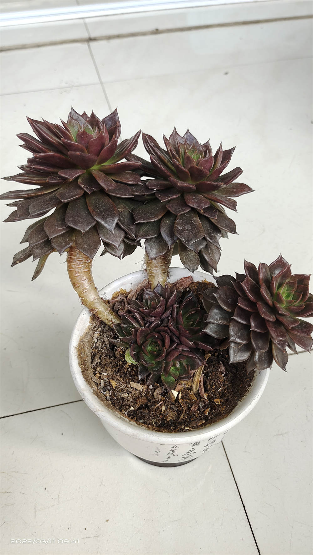 黑王子 黑王子
