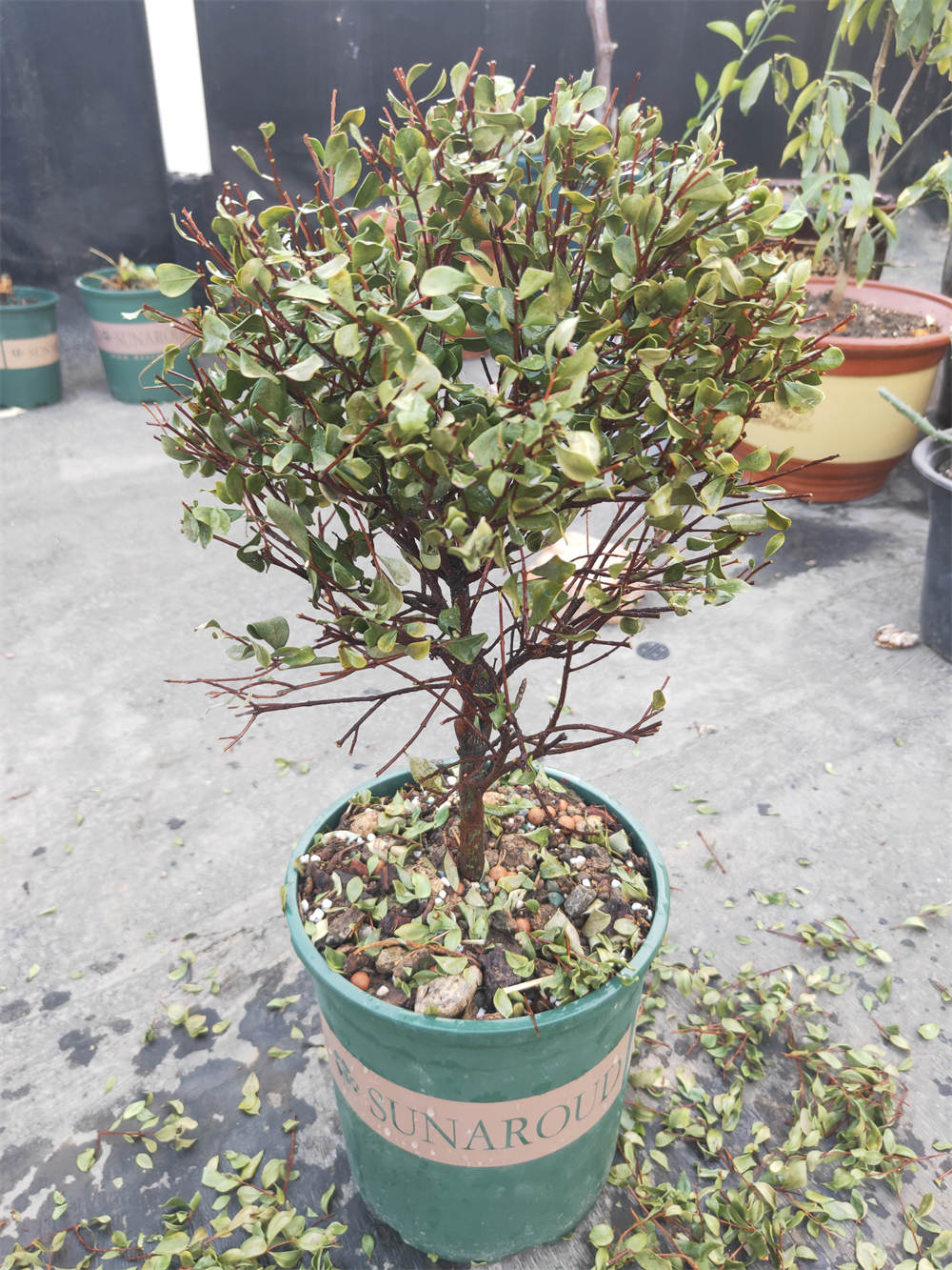 小叶赤楠