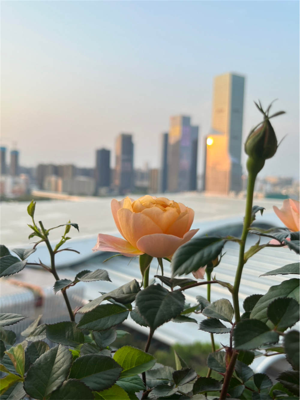 果汁阳台