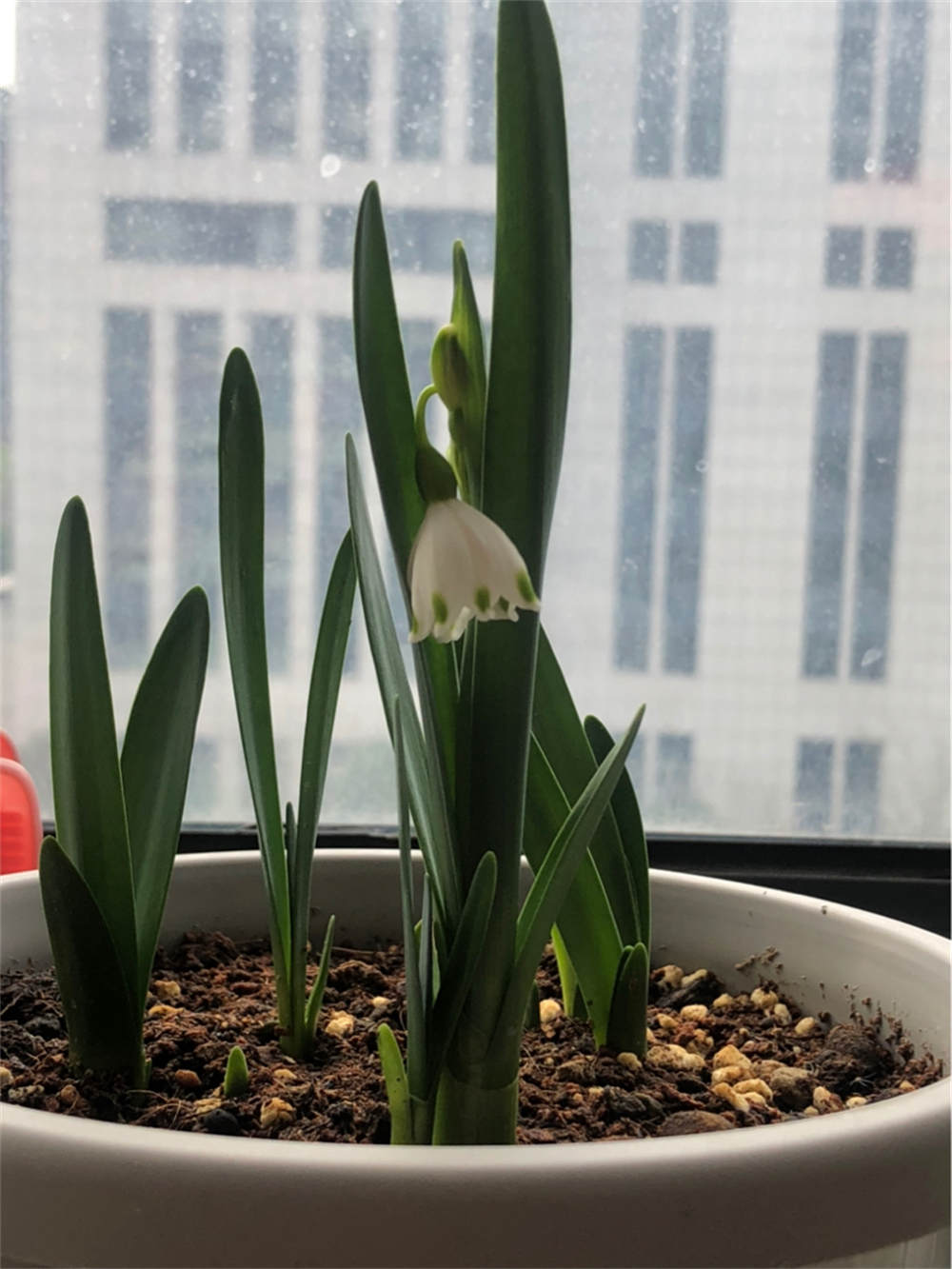 雪片莲