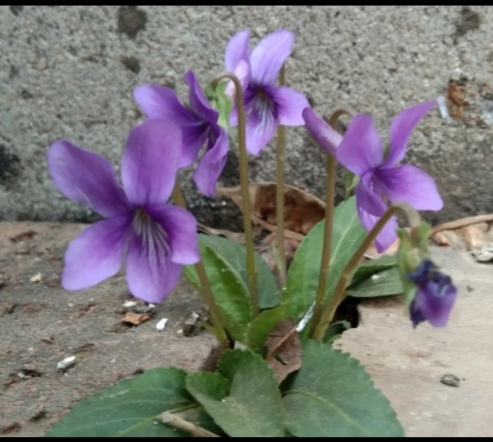 紫花地丁
