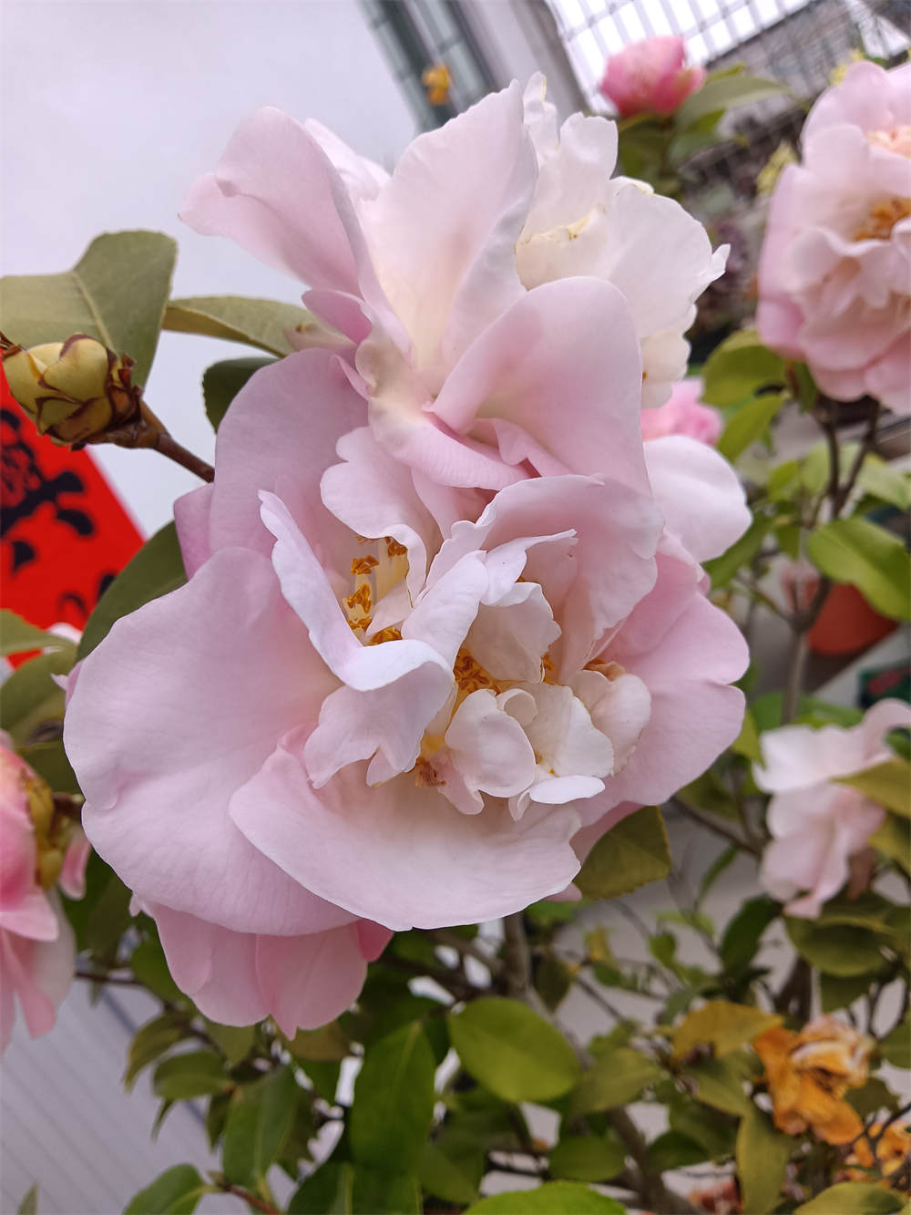 香茶花