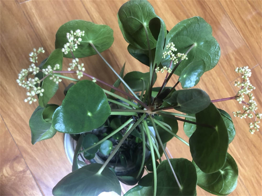 镜面草