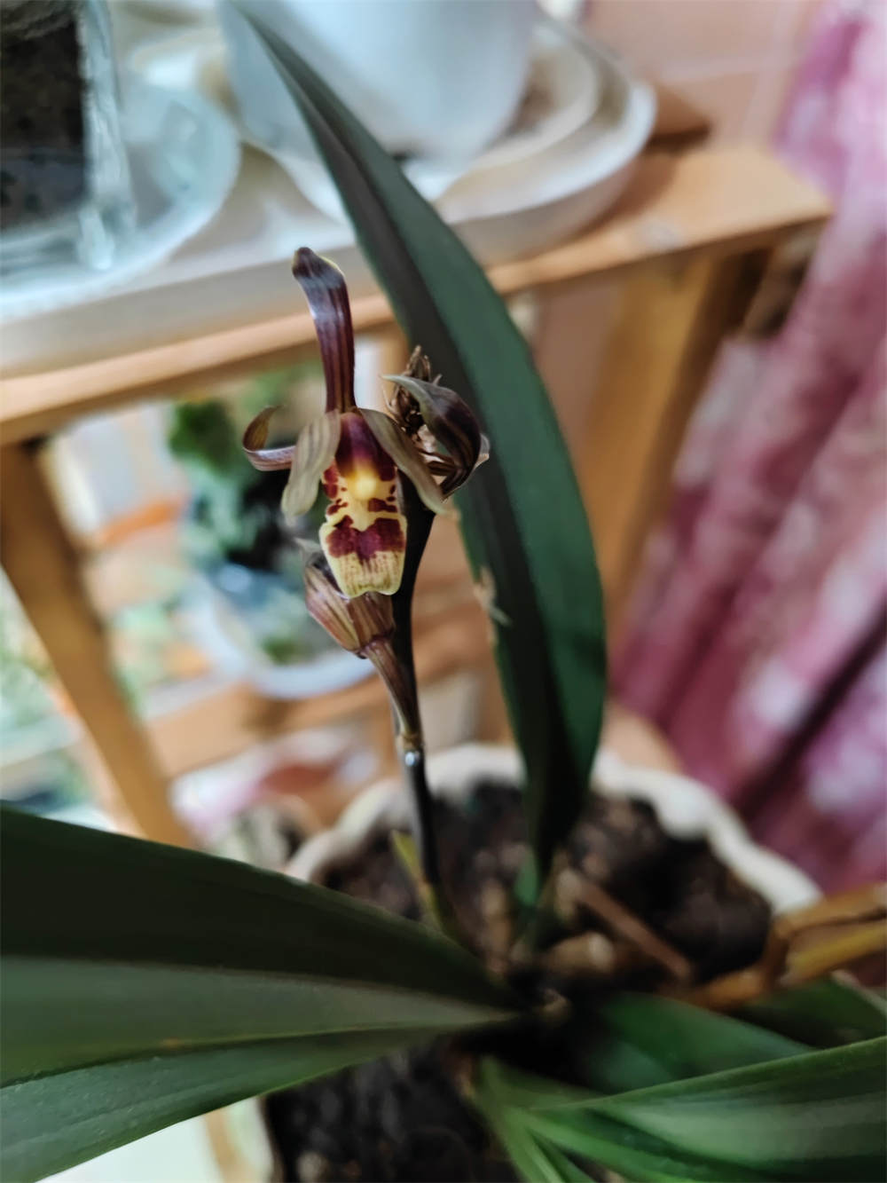 花卉