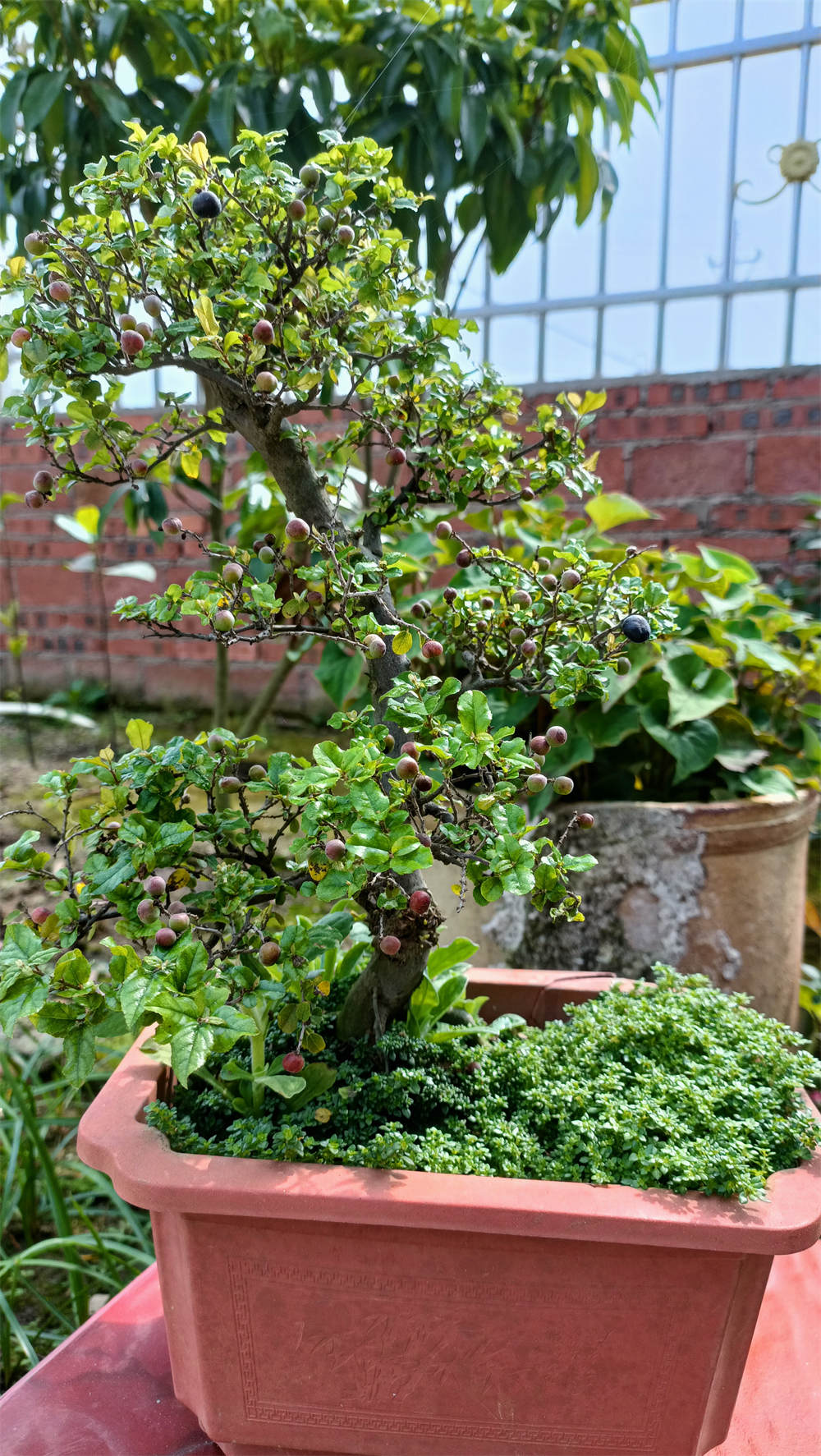 雀梅