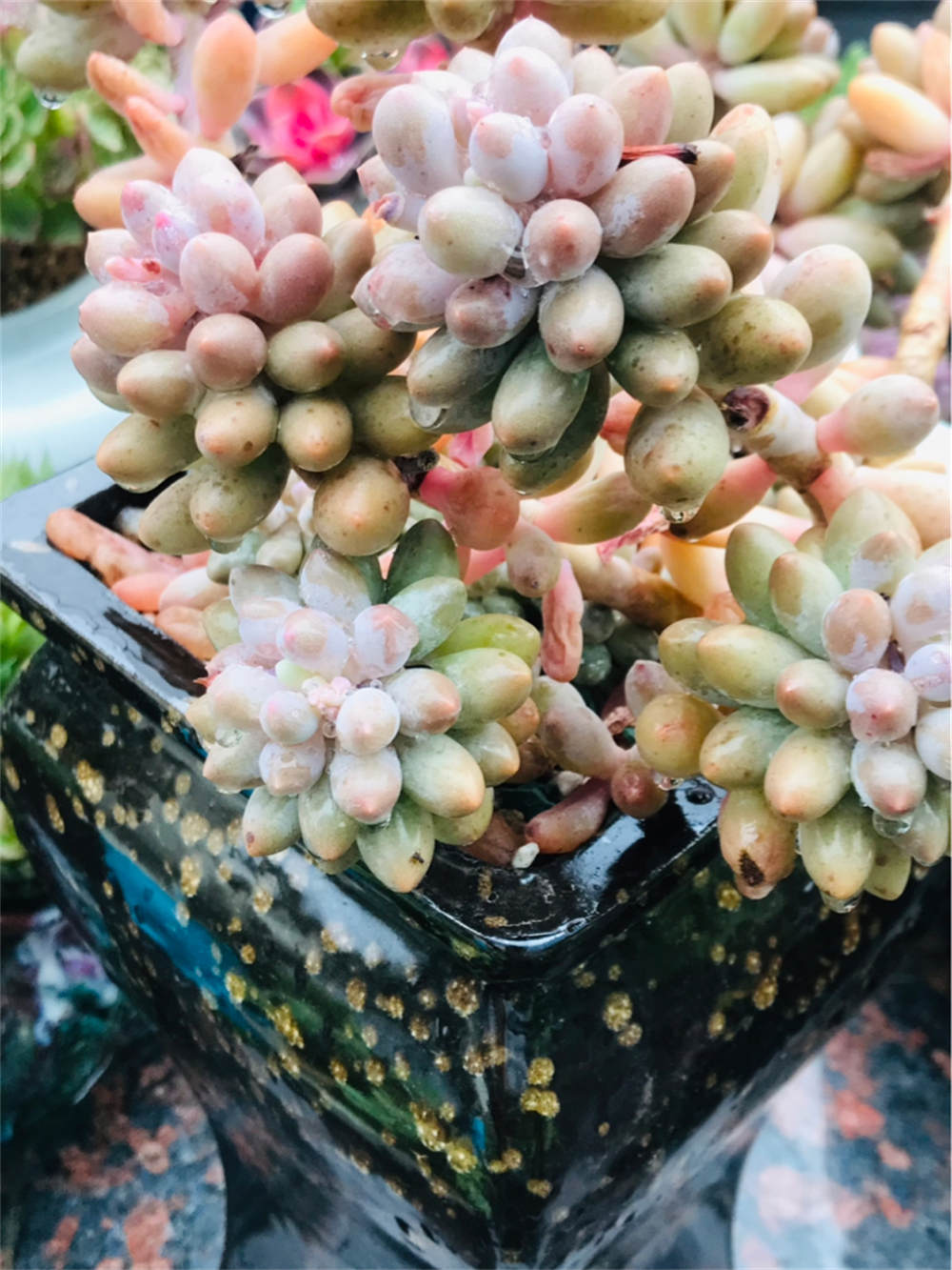 丸叶姬秋丽