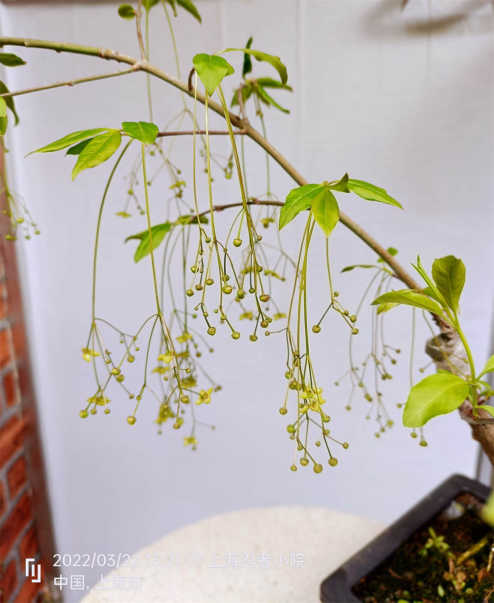 花卉